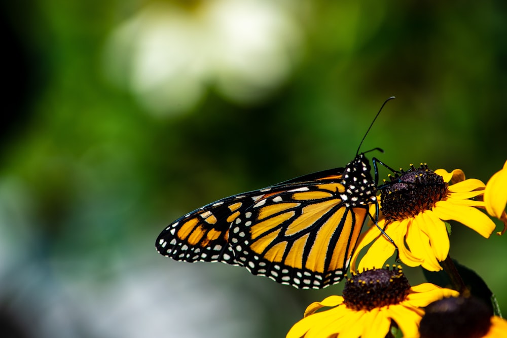 a butterfly on a flower