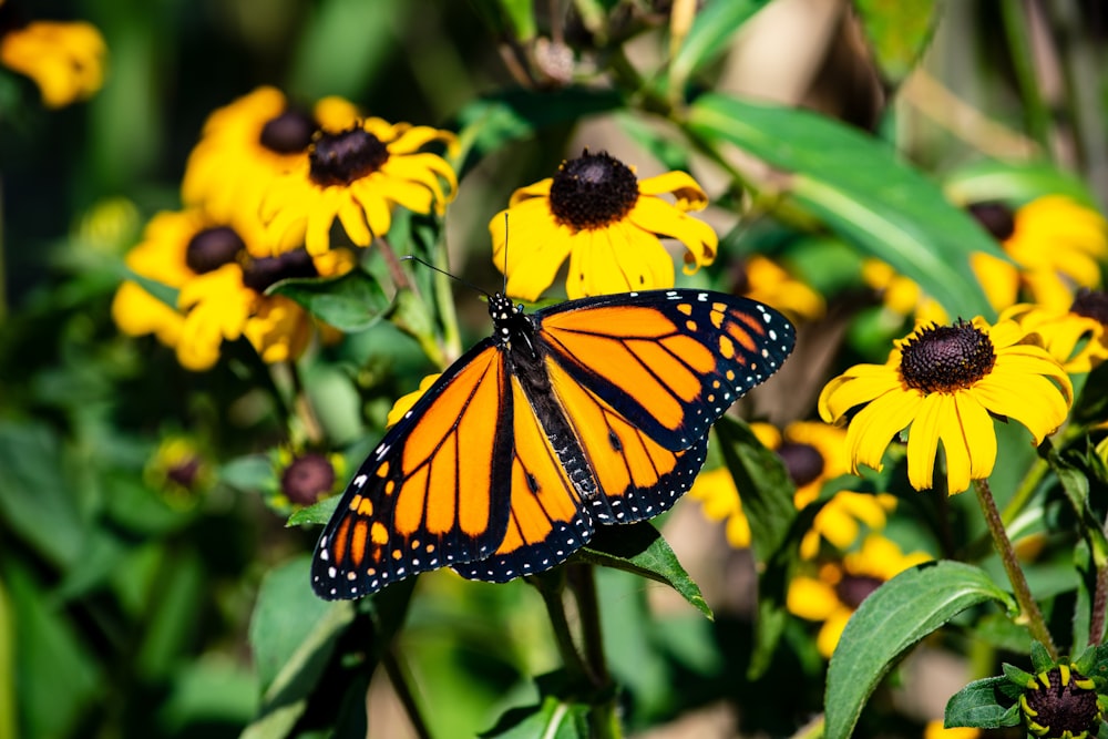 a butterfly on a flower