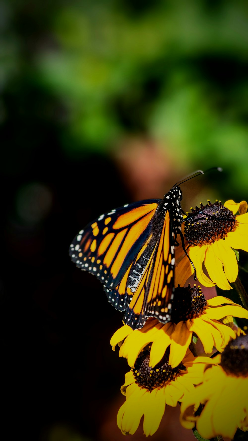 a butterfly on a flower