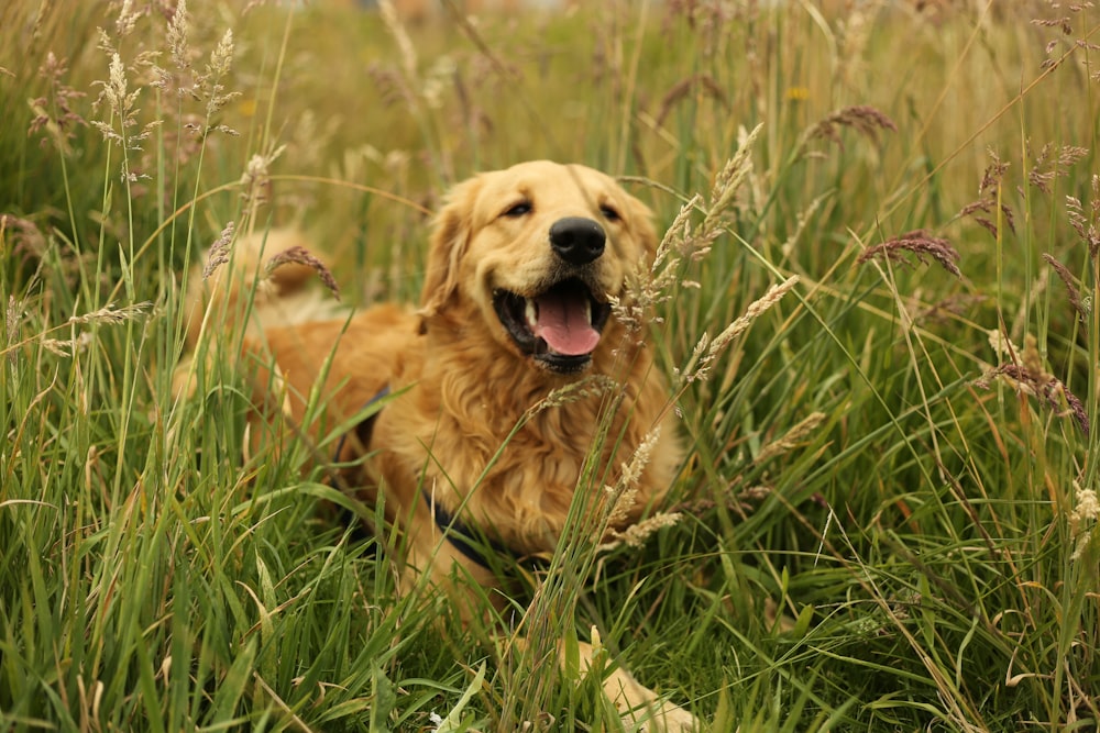 a dog lying in tall grass