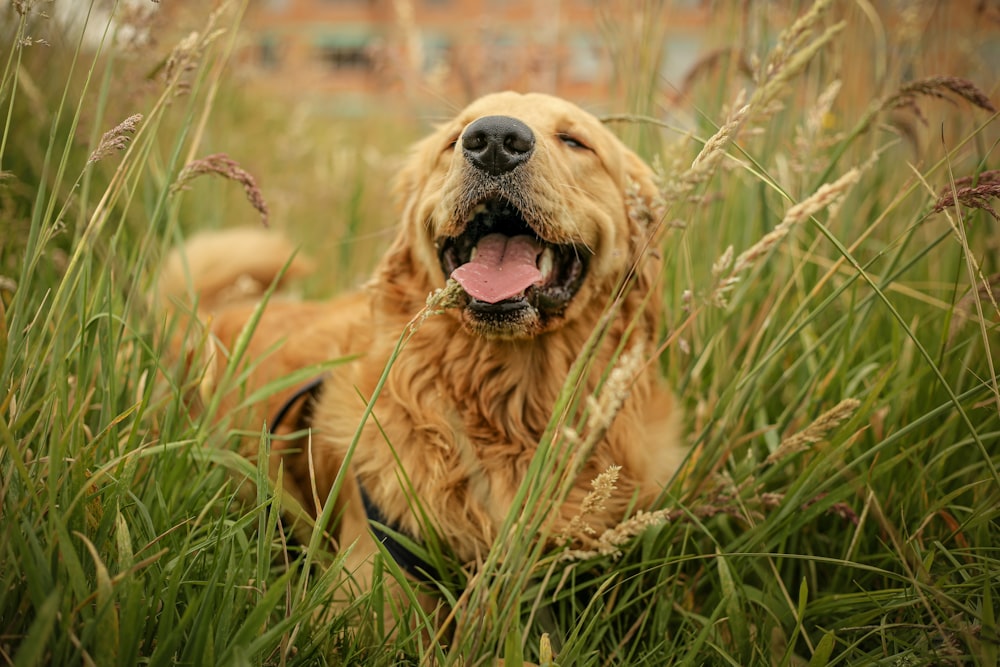 a dog lying in tall grass