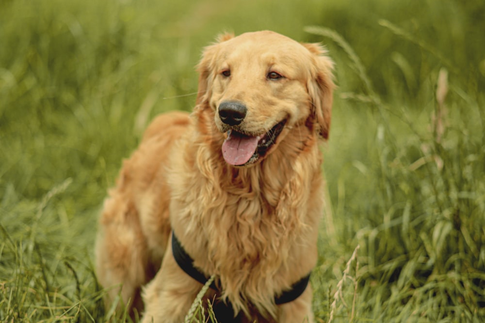 a dog standing in a grassy area