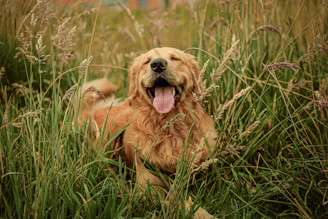 a dog lying in the grass