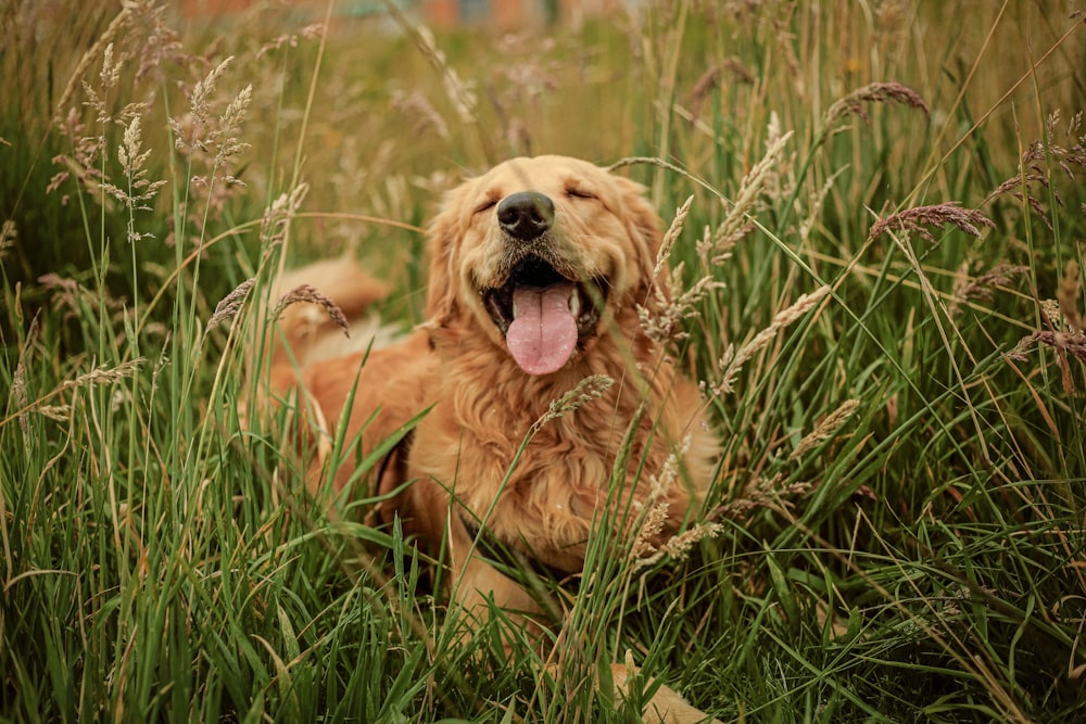 a dog lying in the grass