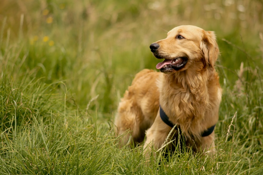 a dog sitting in a grassy area