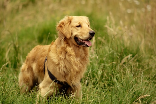 golden retriever en pension dans l'herbe