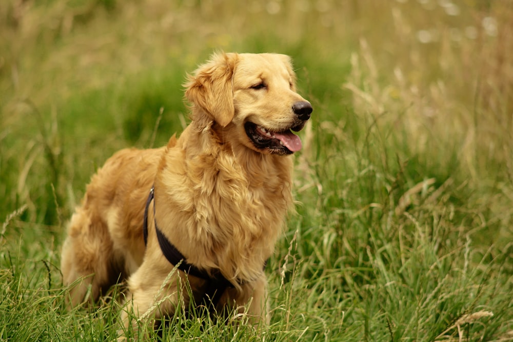 a dog sitting in a grassy area