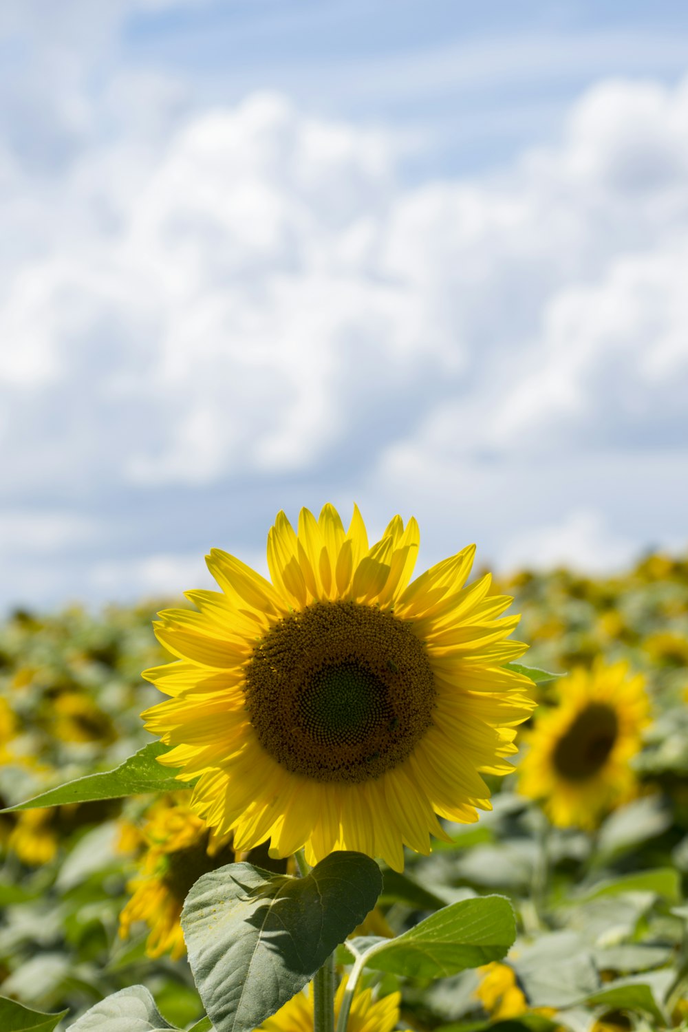 a sunflower in a field