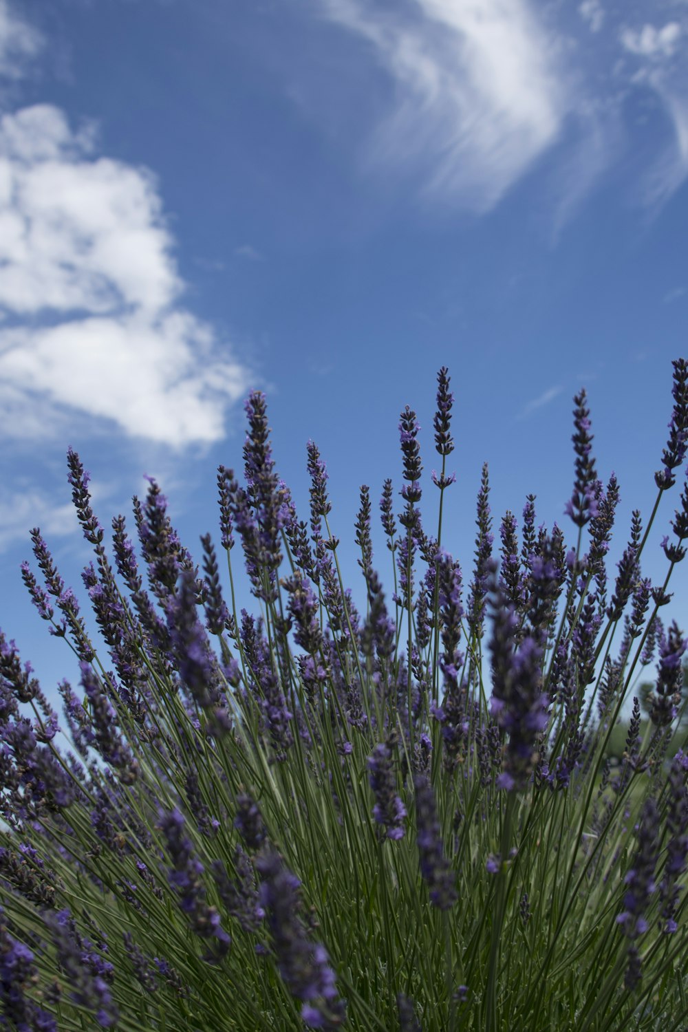 a field of purple flowers