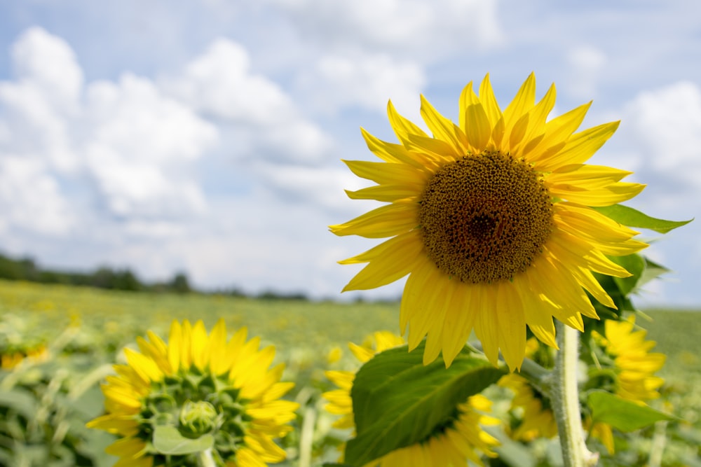 a yellow sunflower in a field