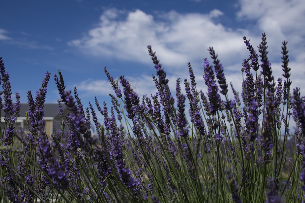 a field of purple flowers