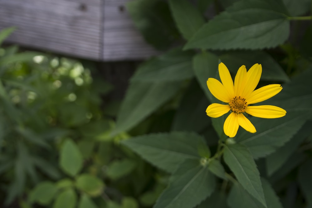 a yellow flower surrounded by green leaves