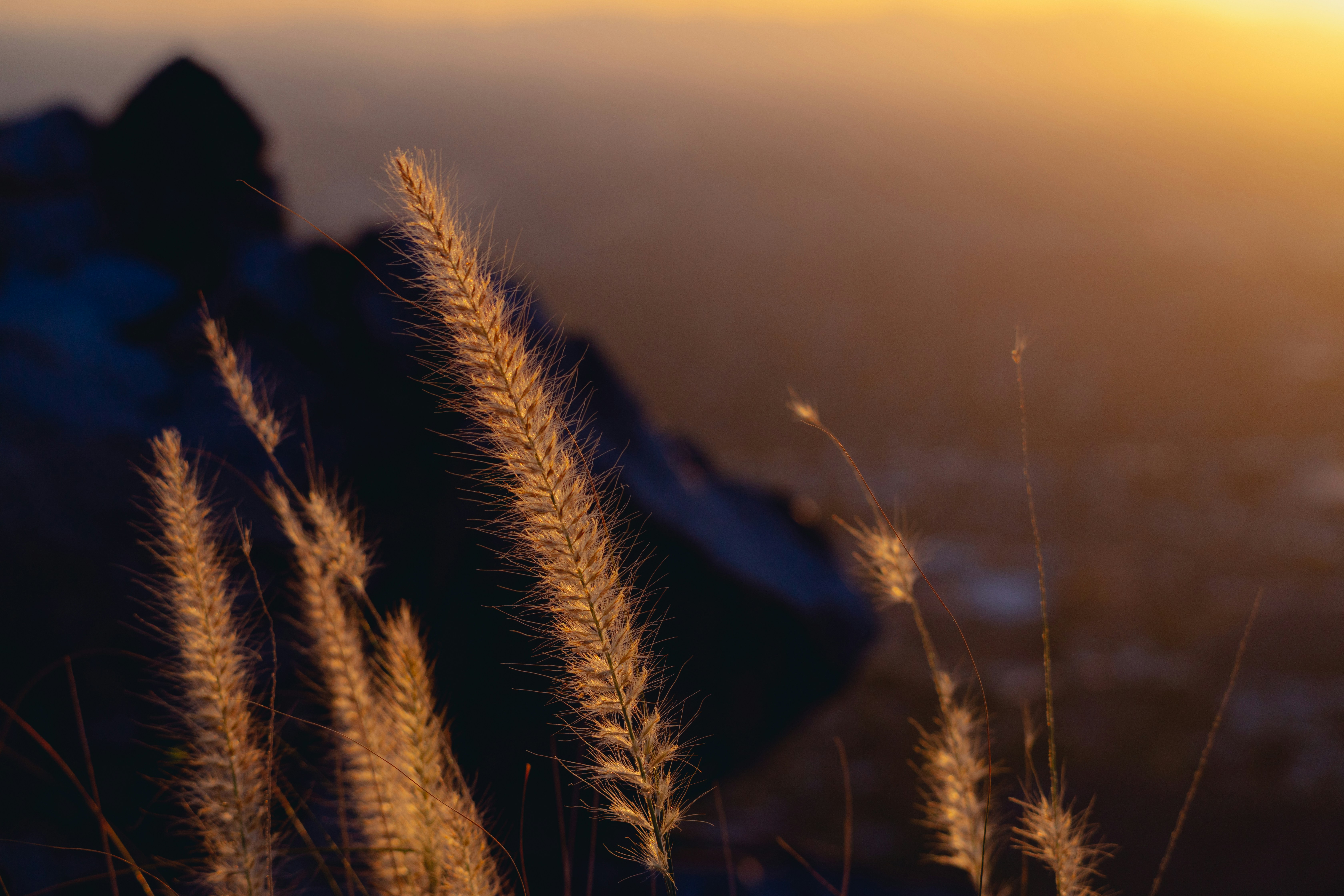 a close up of a wheat field