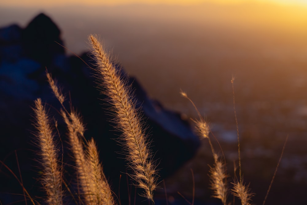 a close up of a wheat field