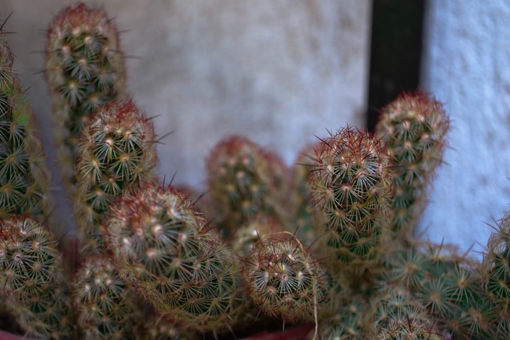 a group of cactus