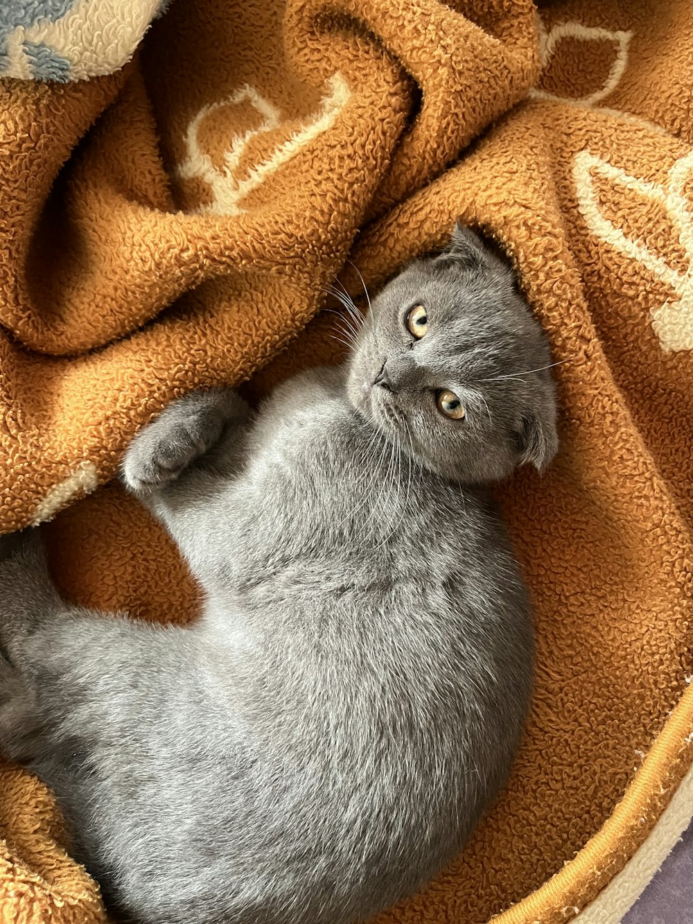 a cat lying on a blanket