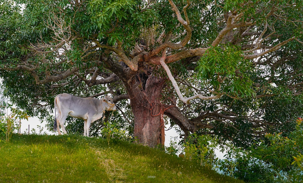 a cow standing under a tree