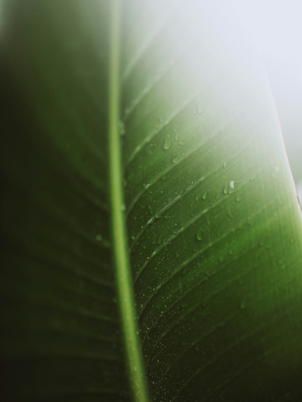 a close up of a leaf