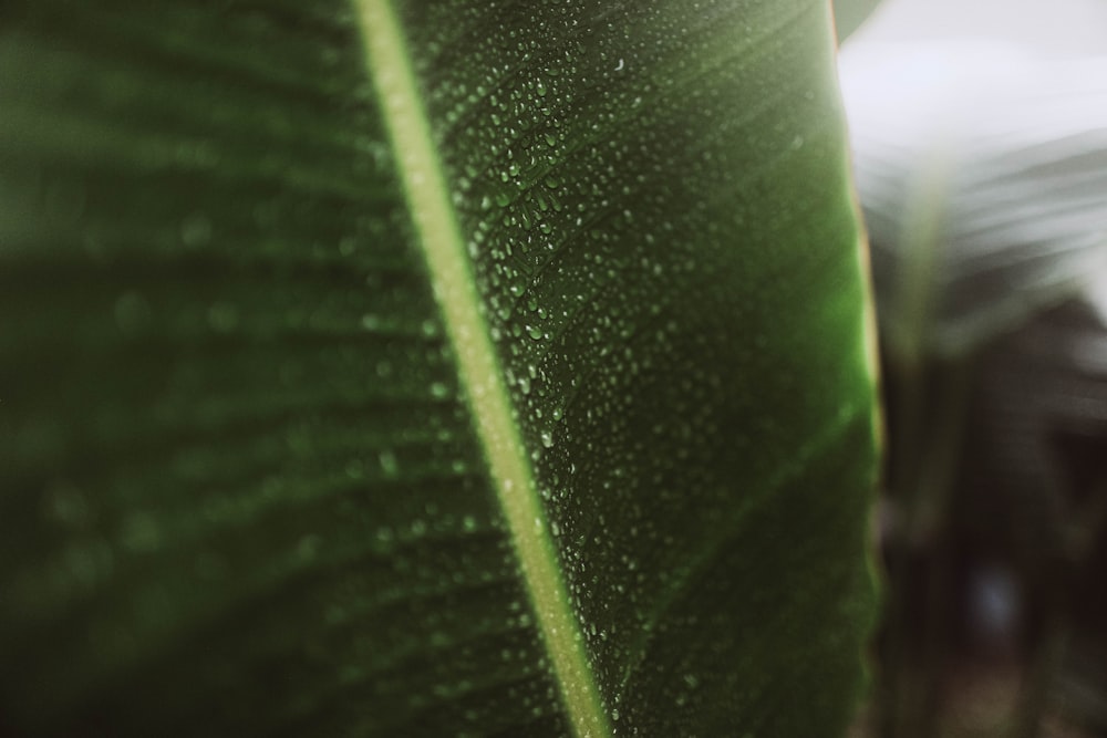 a close up of a leaf