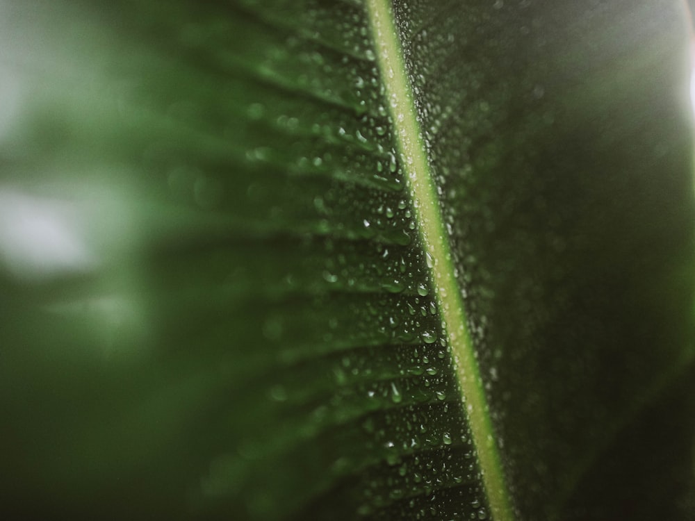 a close up of a leaf