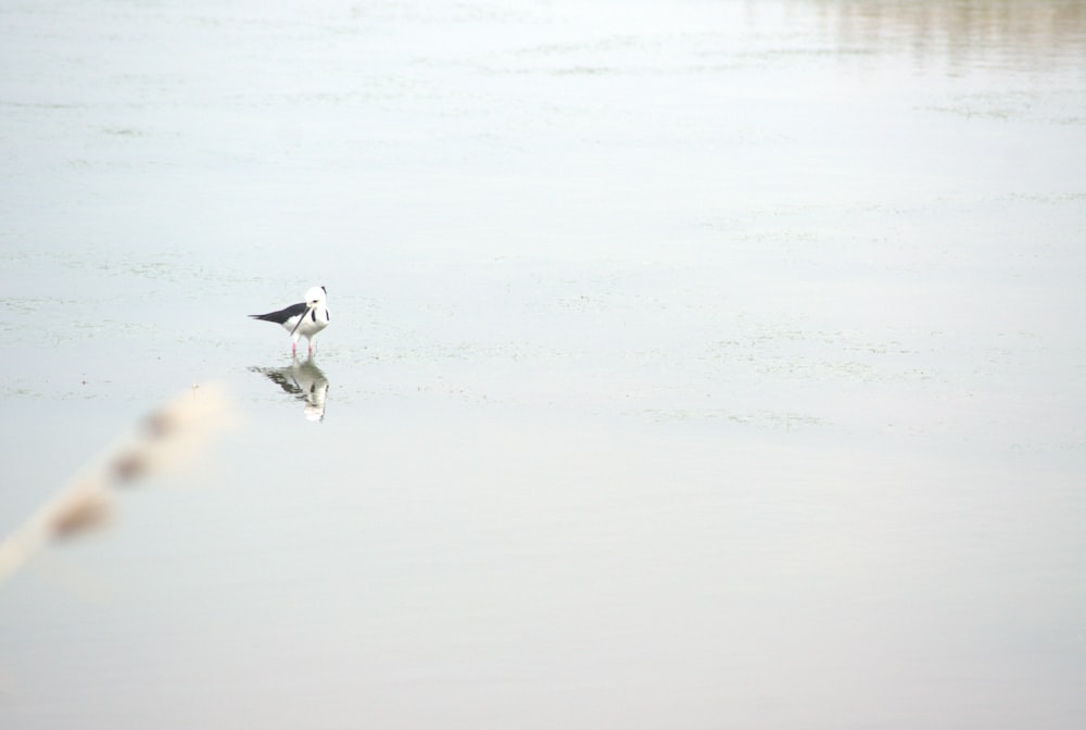 Ein Vogel, der im Wasser steht