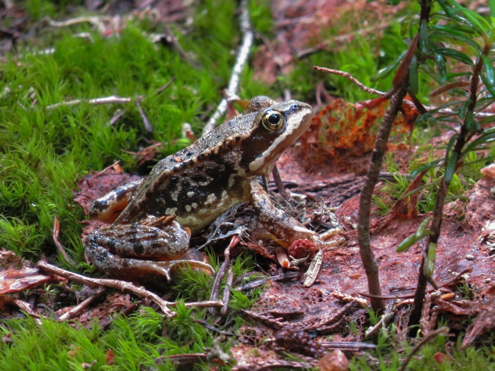 a frog on the ground