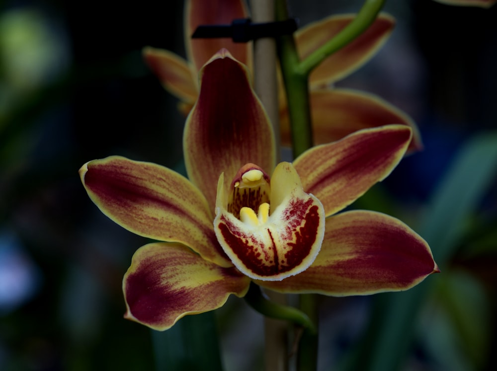 a close up of a flower