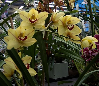 An arrangement of yellow and orange orchids with vibrant red centers are surrounded by dark green leaves. The flowers are displayed in what appears to be a greenhouse or indoor garden setting, with other plants visible in the background.