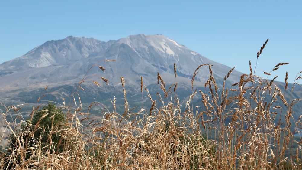 a field of wheat with a mountain in the background