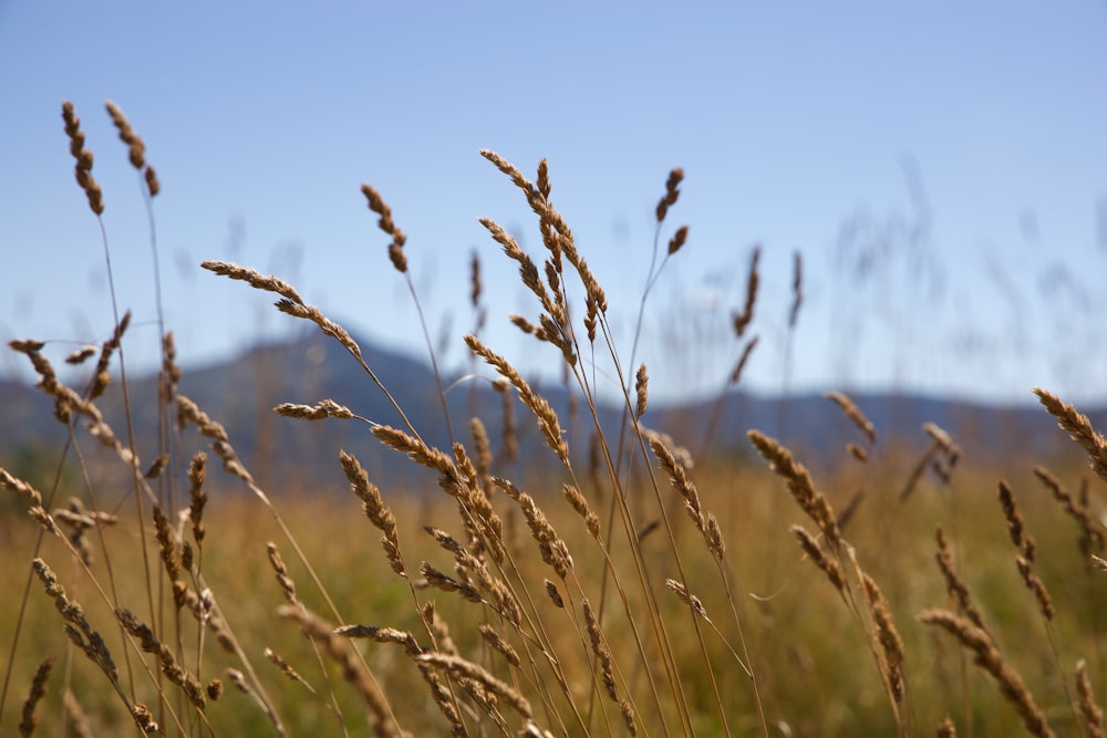 a close up of wheat