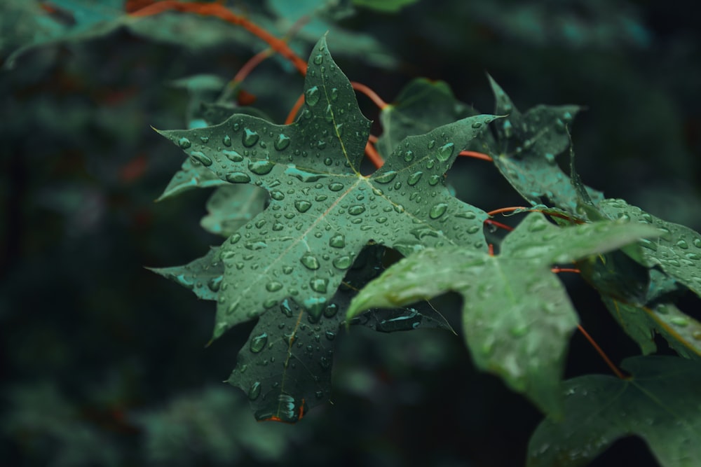 a close up of a leaf