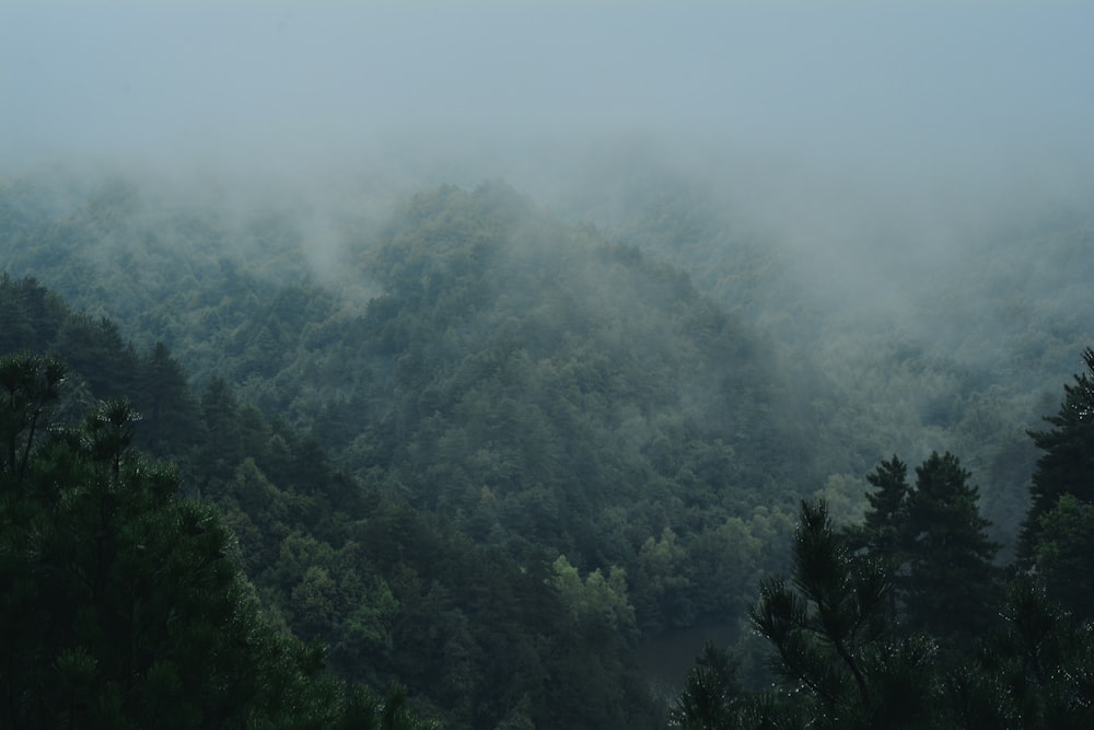 a forest of trees