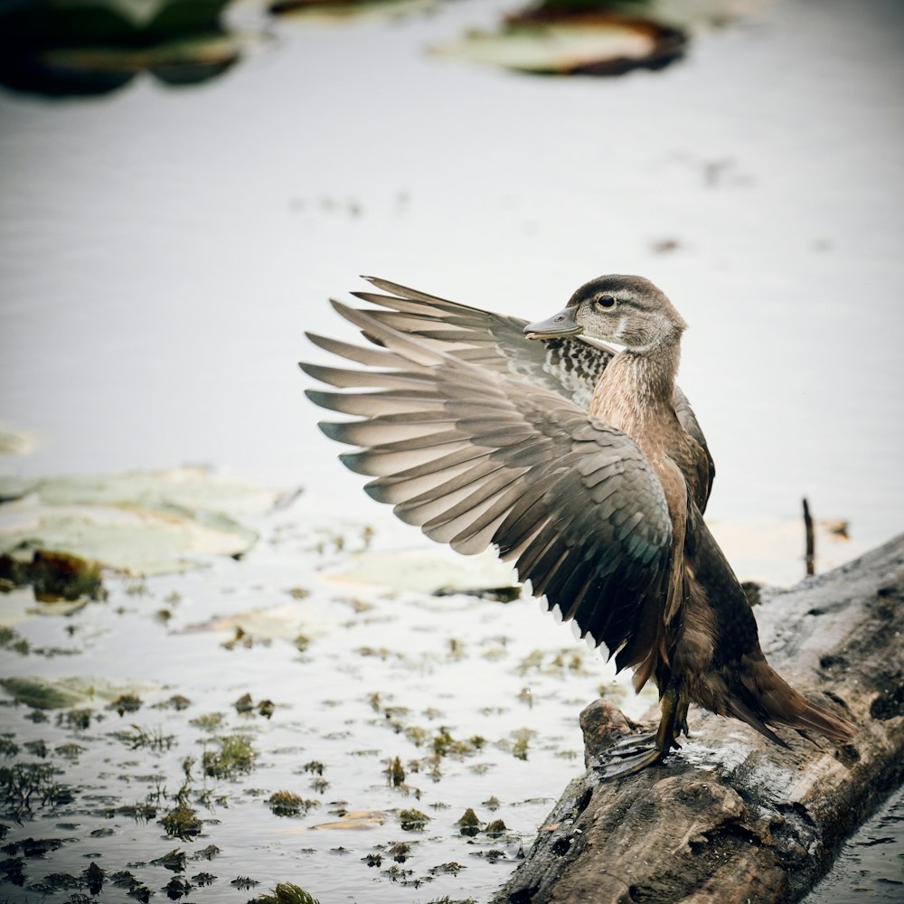 a bird with its wings spread