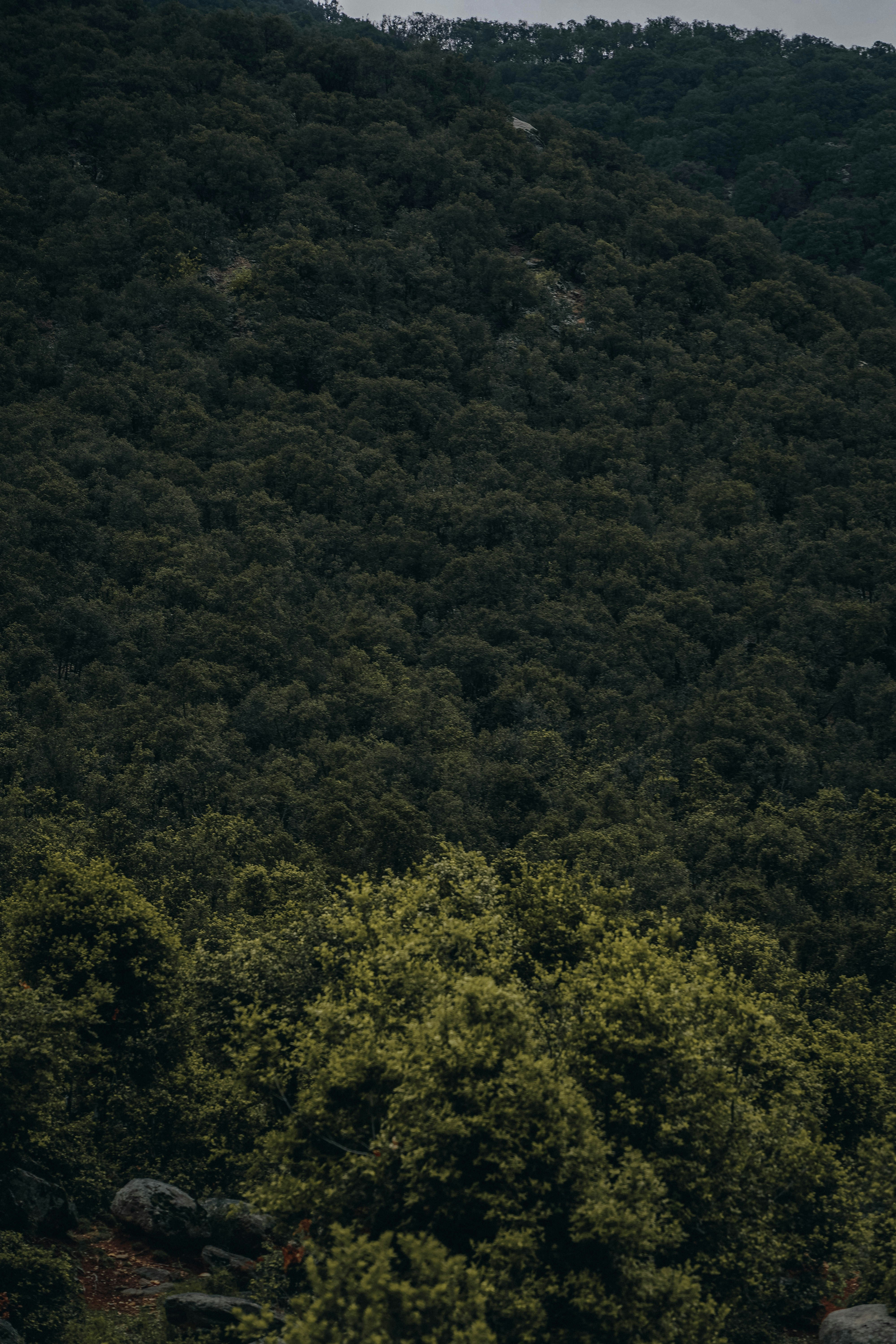 Forest in Afghanistan, The Dara e Noor Valley