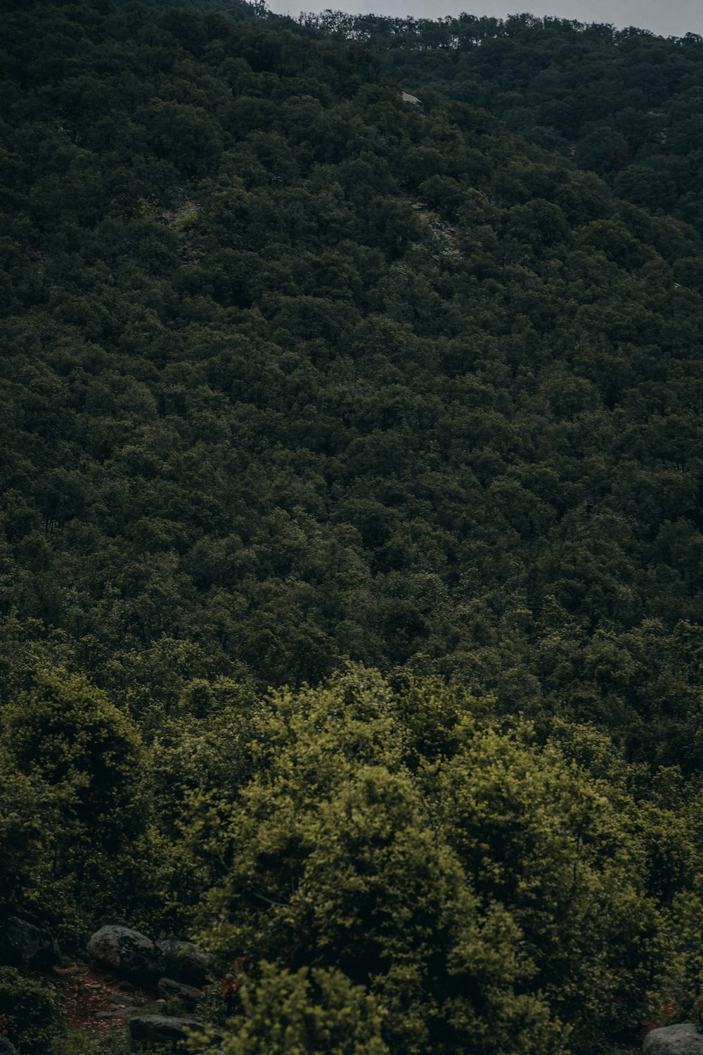 a forest of trees