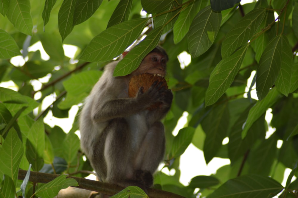 um macaco em uma árvore