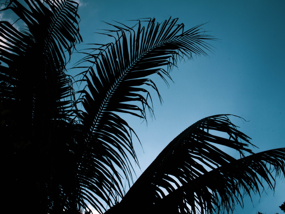 a group of palm trees