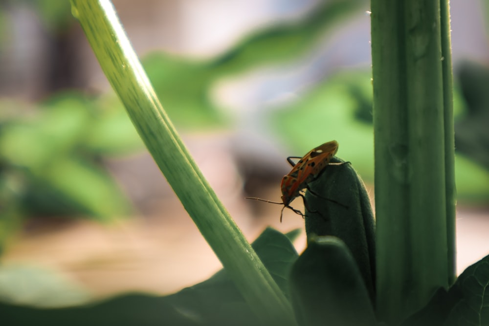 a bug on a leaf