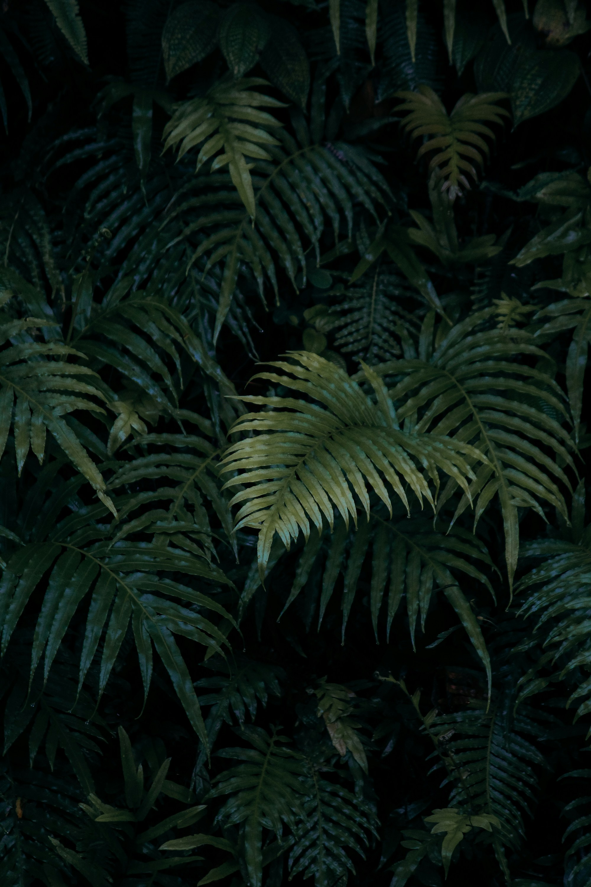 tropical leaves wallpaper, wallpaper, Jungle Crafts for Adults: Creative Projects & Ideas 6