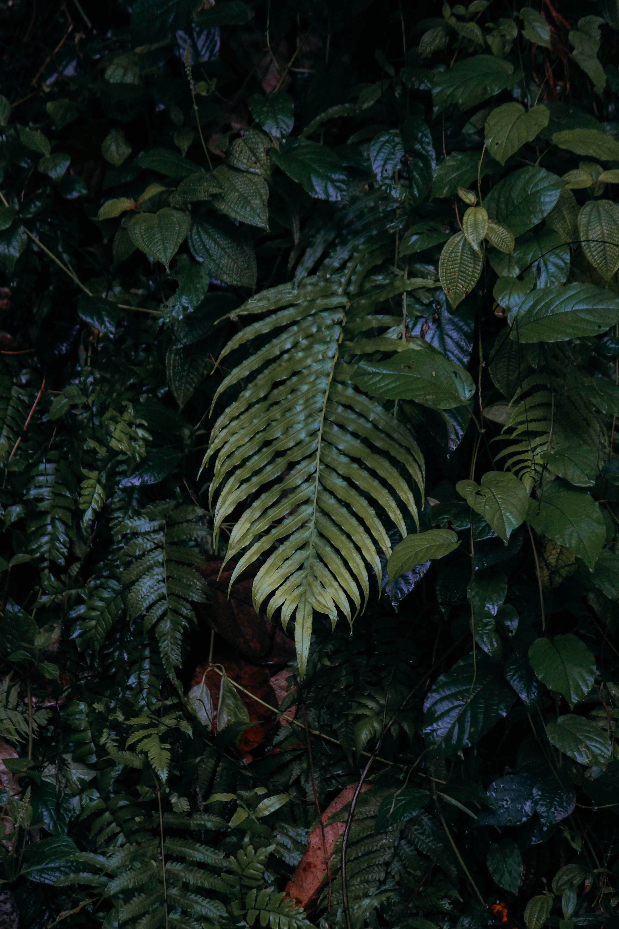 tropical leaves wallpaper, wallpaper, Jungle Crafts for Adults: Creative Projects & Ideas 4