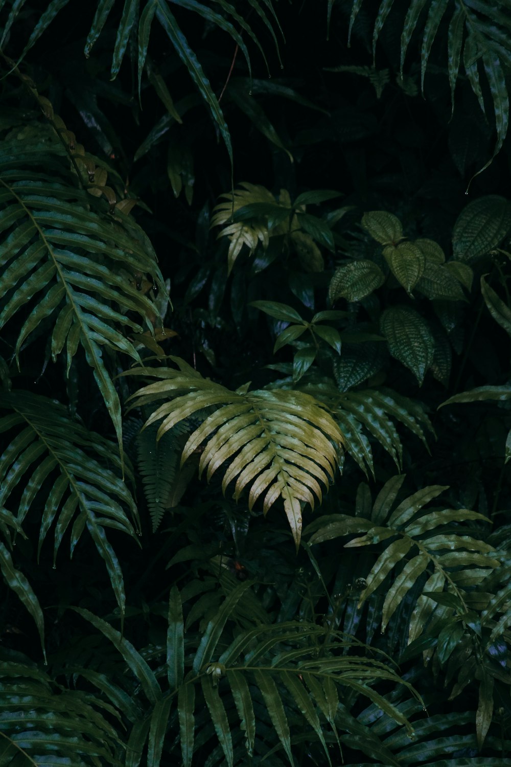 a group of palm trees