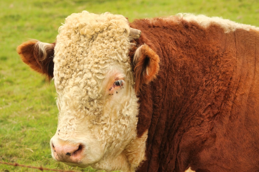 a cow with a white face
