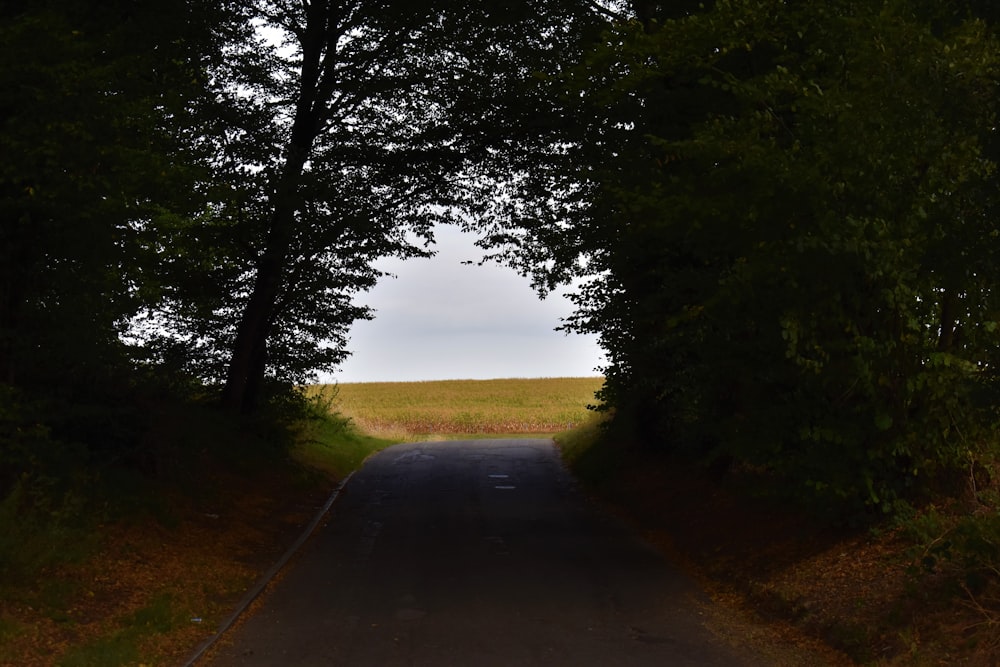 a road with trees on the side