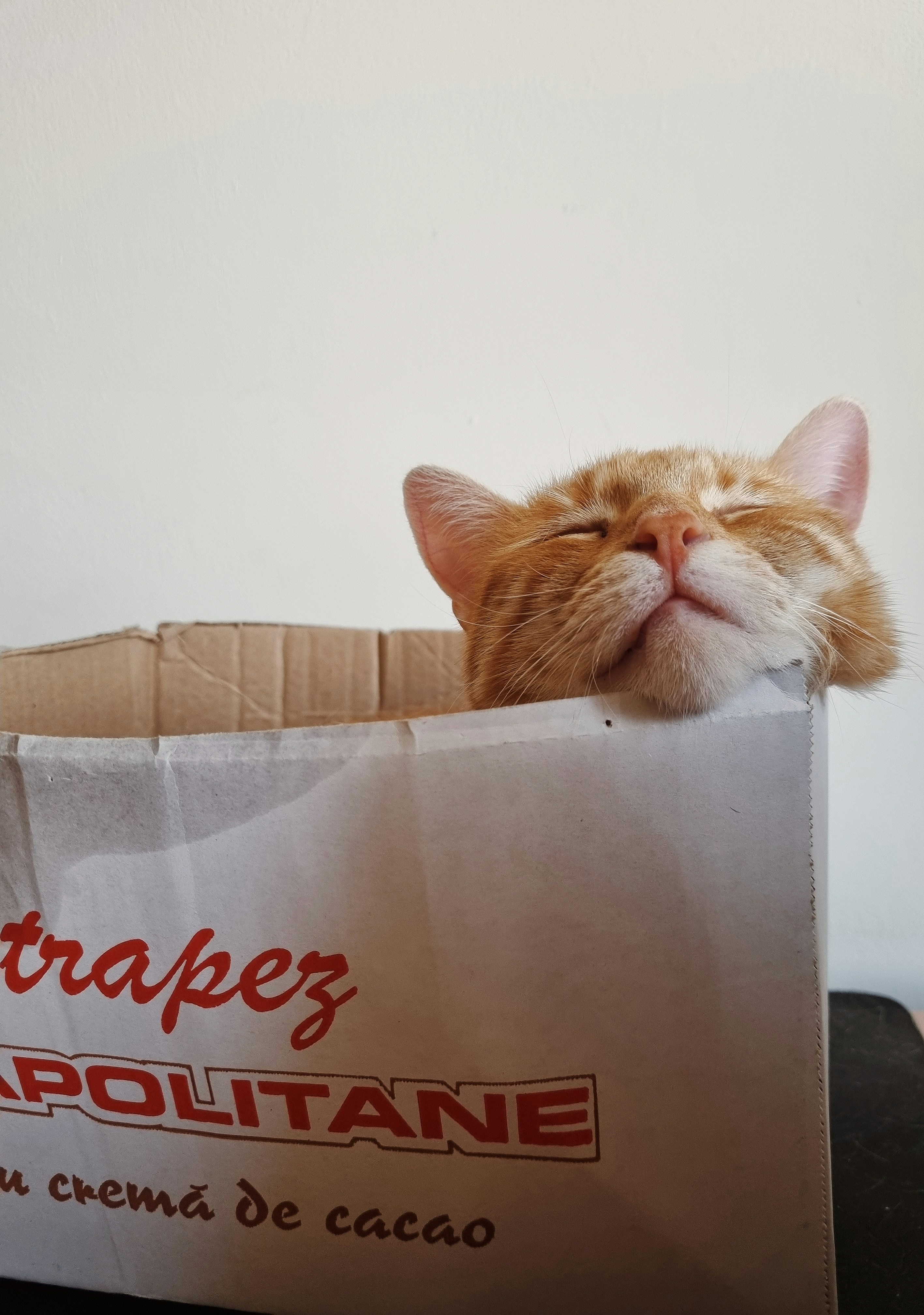 7. Paper Bag Hideouts for Sneaky Paws (image credits: unsplash)