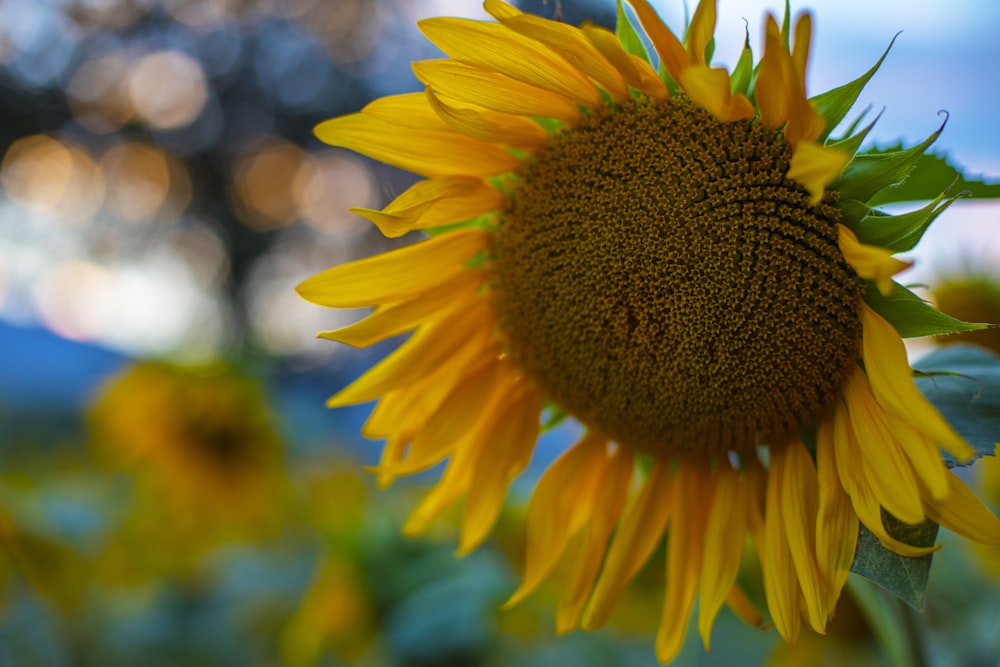 a close up of a sunflower