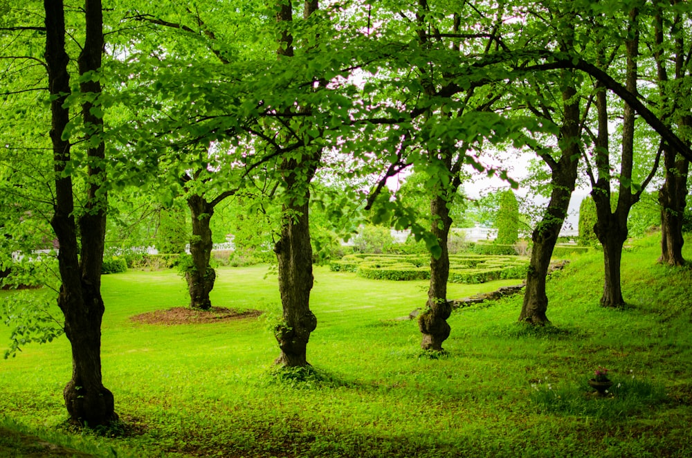 a grassy area with trees and grass