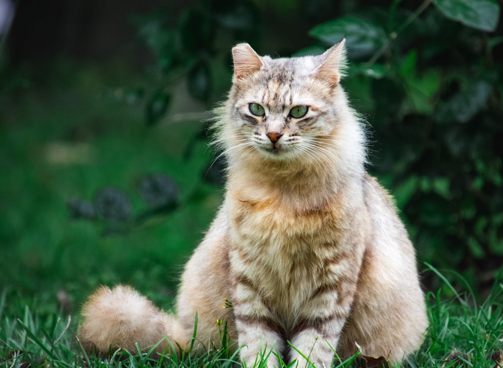 a cat sitting in the grass