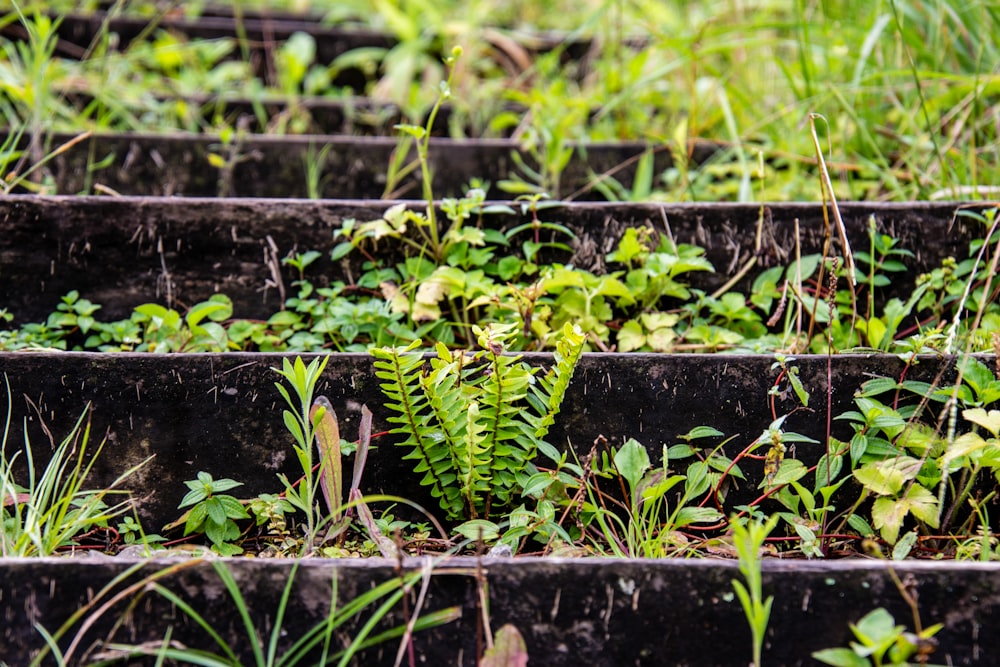 a close-up of some plants