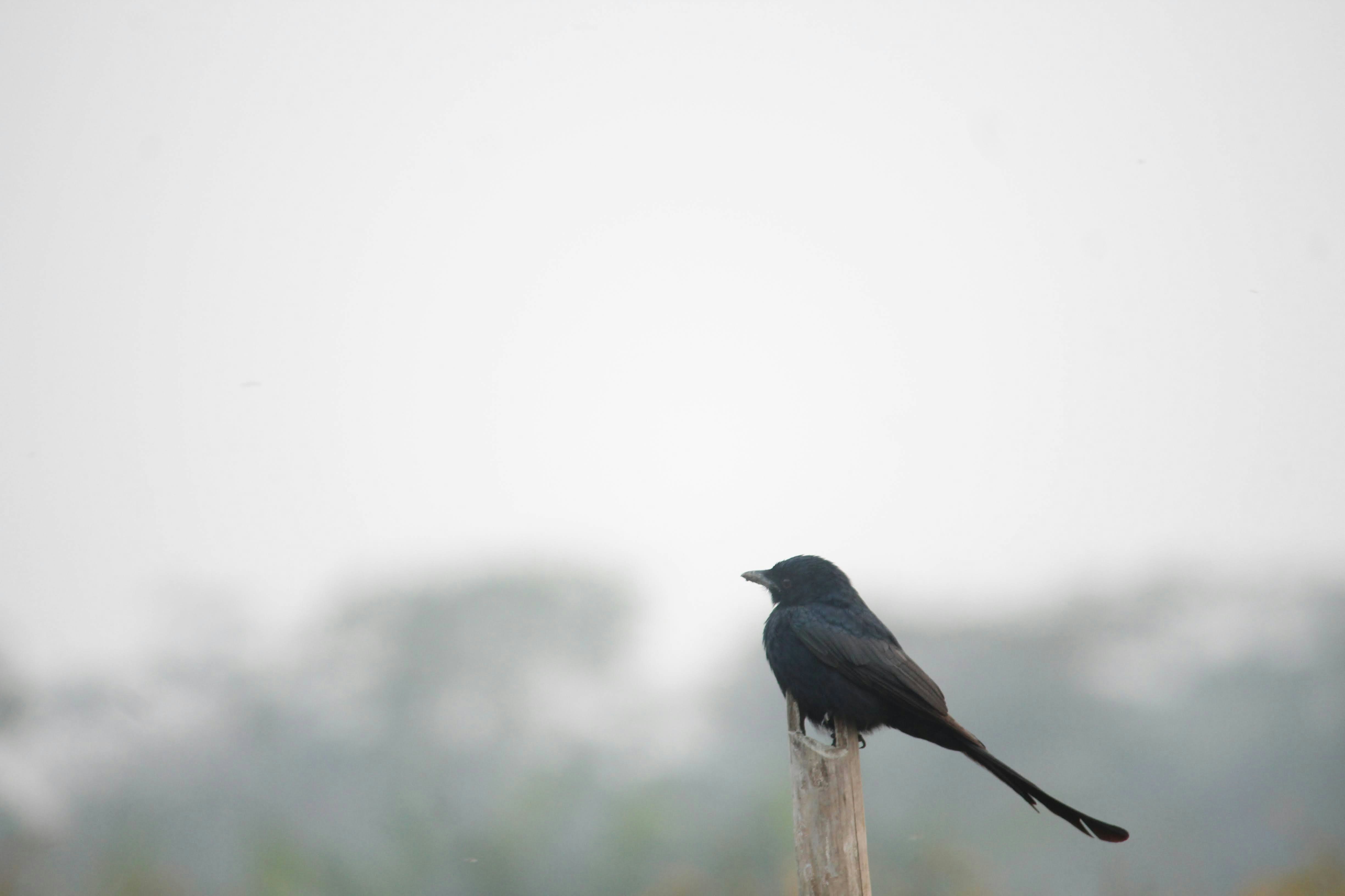 Photo by shadinnature