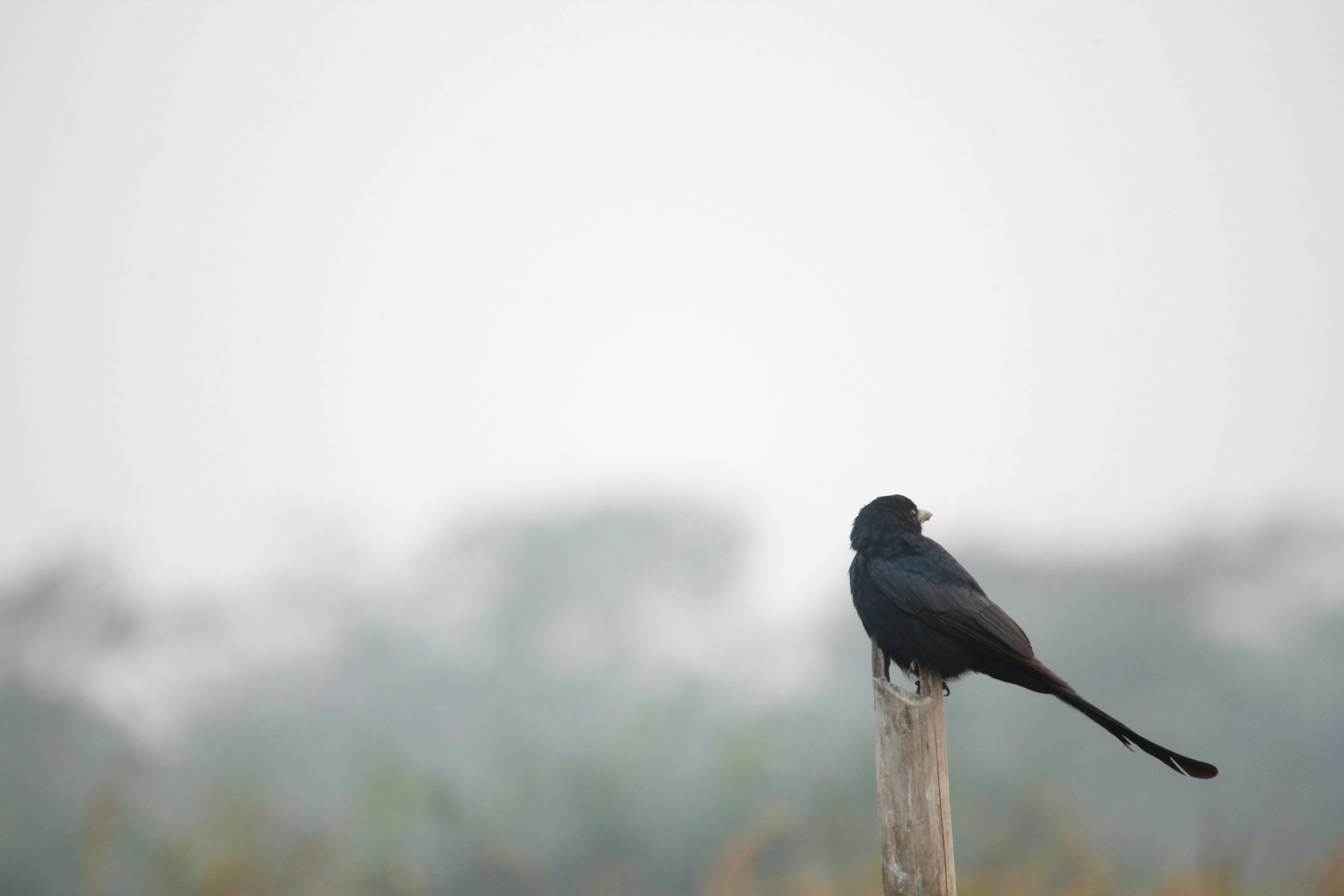 Photo by shadinnature